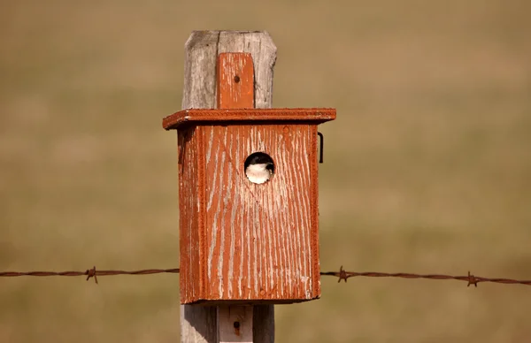 Połknąć ptak domu — Zdjęcie stockowe