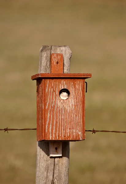 Καταπιεί στο σπίτι πουλιών — Φωτογραφία Αρχείου
