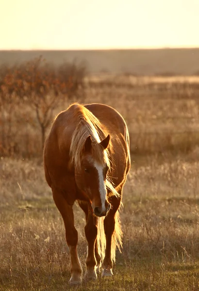 Kůň na pastvině — Stock fotografie
