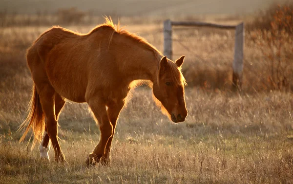 Häst Betesmark — Stockfoto