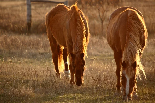 草地における放牧馬 — Stockfoto