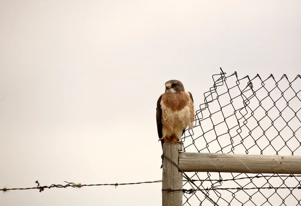 Swainson Hawk Perched Fence Post — Stock Photo, Image