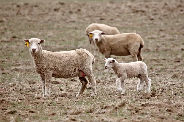 Lamb Three Ewes Saskatchewan Pasture — Stock Photo, Image