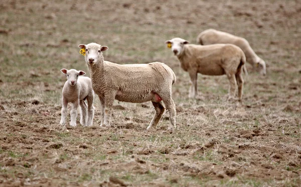 Ein Lamm Mit Drei Mutterschafen Auf Der Taskatchewan Weide — Stockfoto