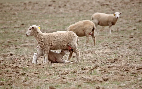 Lamb Suckling Its Ewe — Stock Photo, Image