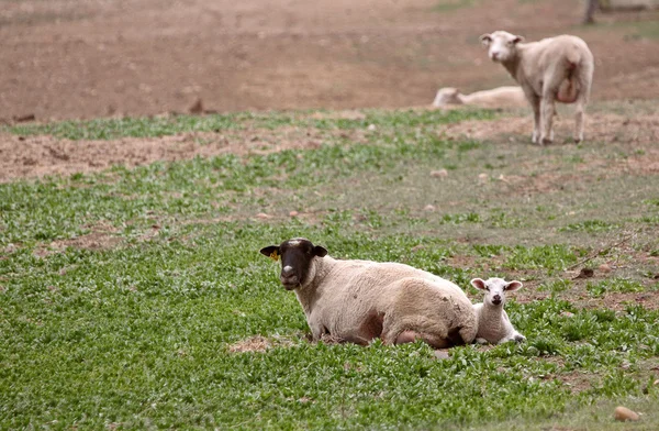 Lamb resting beside ewe in a pasture — Stock Photo, Image