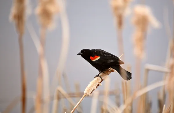 Rode Gevleugelde Blackbird Lisdodde — Stockfoto