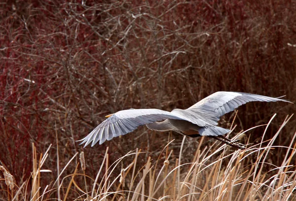 Great Blue Heron Voo — Fotografia de Stock
