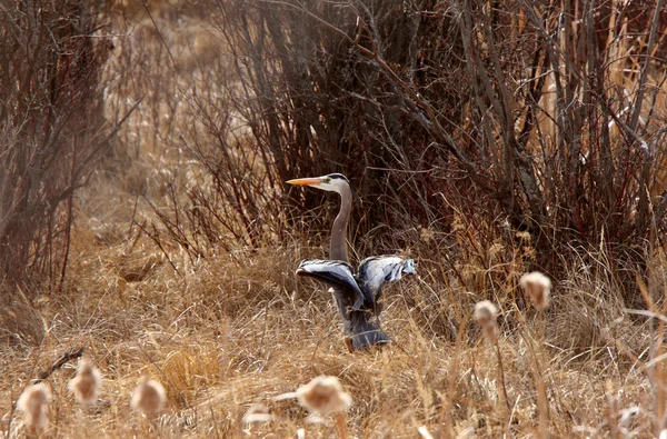 Great Blue Heron espalhando asas para voar — Fotografia de Stock
