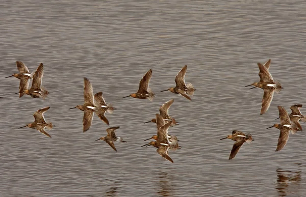 Long Billed Dowitcher Patterned Flight — Stock Photo, Image