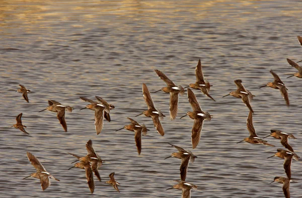 Long Billed Dowitcher Patterned Flight — Stock Photo, Image