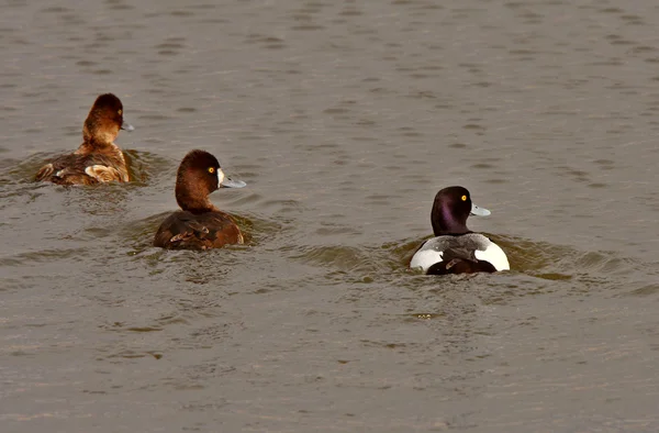 Three Greater Scaup ducks in roadside pond — Stock Photo, Image