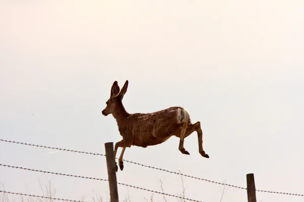 Mule Deer pulando sobre cerca de arame farpado — Fotografia de Stock