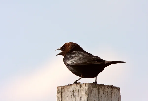 Male Brown headed Cowbird perched on fence post — Stock Photo, Image