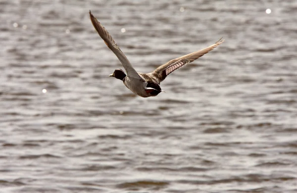 Gadwall drake in flight over roadside pond — Stock Photo, Image