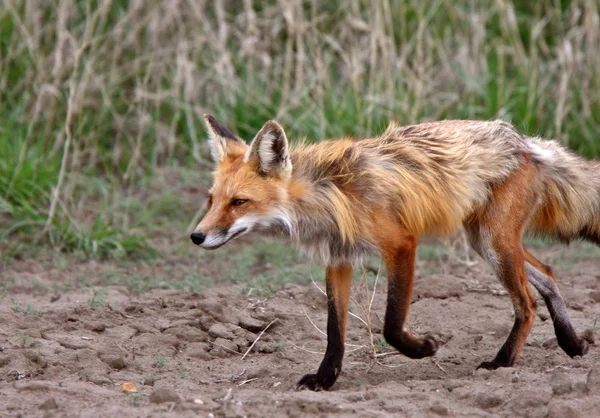 Лисиця руда vixen навесні — стокове фото