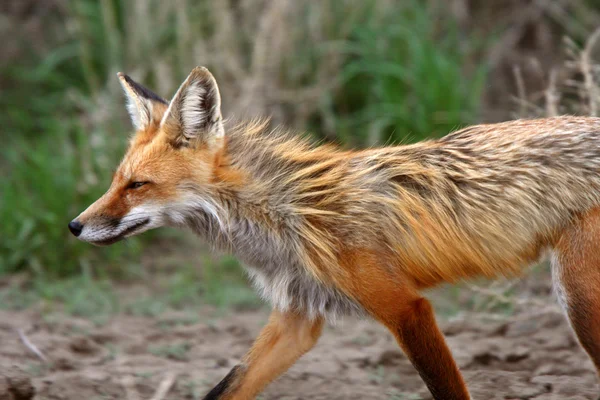 Red Fox Vixen Spring — Stock Photo, Image