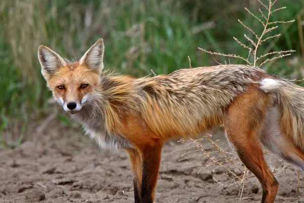 Red Fox vixen in spring — Stock Photo, Image