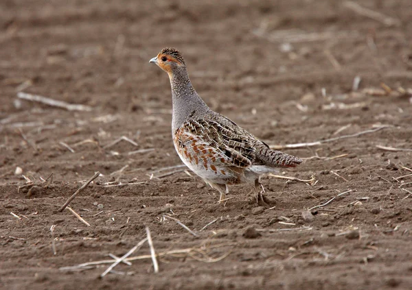 Gray Partridge in Saskatchewan field — Stock Photo, Image