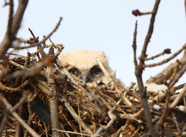 Grote Gehoornde Owlet Nest — Stockfoto
