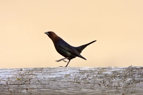 Brown headed Cowbird strutting along post — Stock Photo, Image