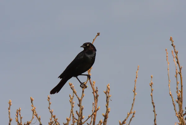 Cowbird de cabeza marrón posado en la rama —  Fotos de Stock