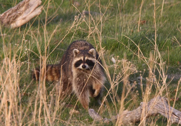 Raccoon Saskatchewan Weiland — Stockfoto