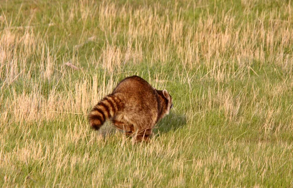 Raccoon running in Saskatchewan pasture — Stock Photo, Image