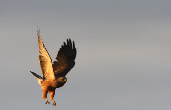 stock image Swainson's Hawk about to land