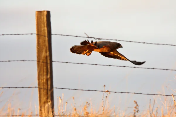 Swainson 's Hawk voando para longe do poste de vedação — Fotografia de Stock