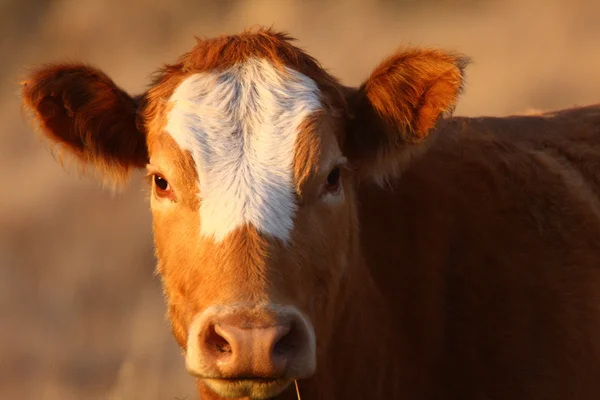 Cow Saskatchewan Pasture — Stock Photo, Image