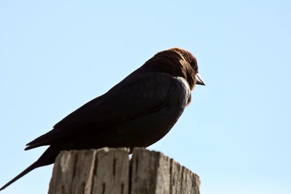 Brown Headed Cowbird Perched Post — Stock Photo, Image