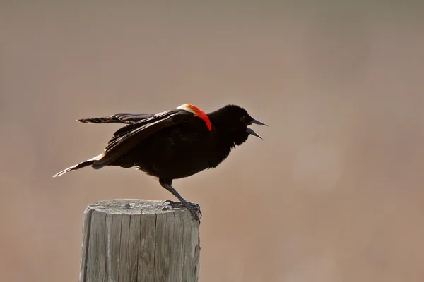 Rode Gevleugelde Blackbird Neergestreken Post — Stockfoto