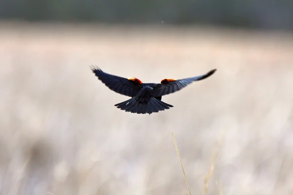 Blackbird de asa vermelha em voo — Fotografia de Stock