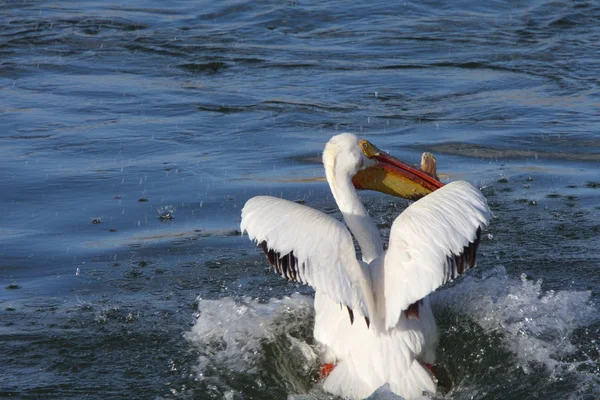 Pelicano Branco no Rio QuAppelle — Fotografia de Stock