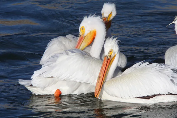 White Pelicans Quappelle River — Stock Photo, Image