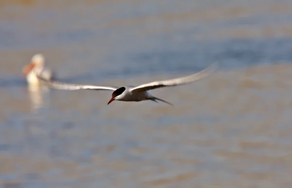 Forster Tern Flight — Stock Photo, Image