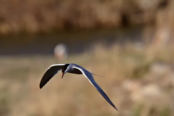 Forster's Tern in volo — Foto Stock