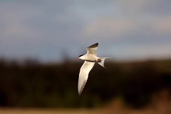 Forster Tern Flight — стоковое фото