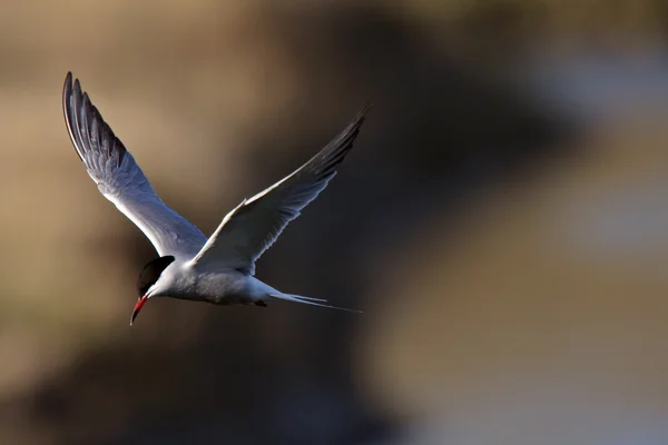 Forster 's Tern en vuelo —  Fotos de Stock