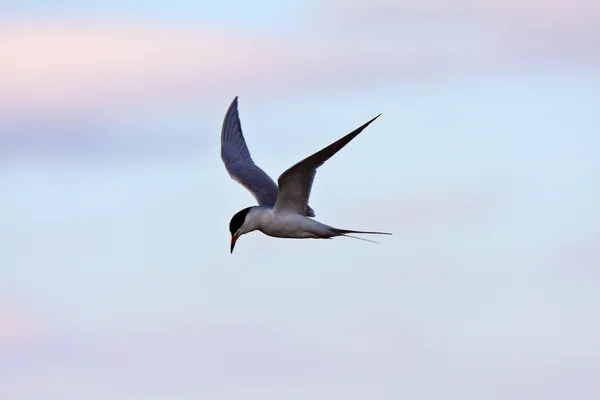 Forster Tern Volo — Foto Stock