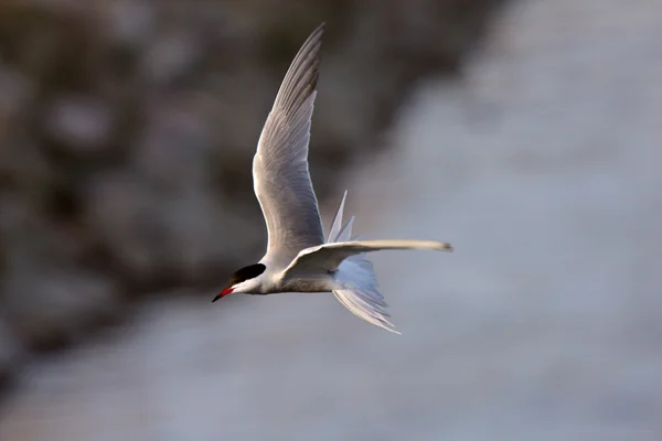 Forster 's Tern en vuelo —  Fotos de Stock