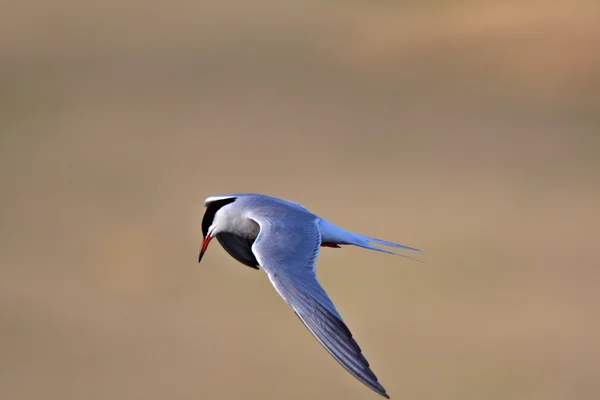 Forster Tern Flight — стоковое фото