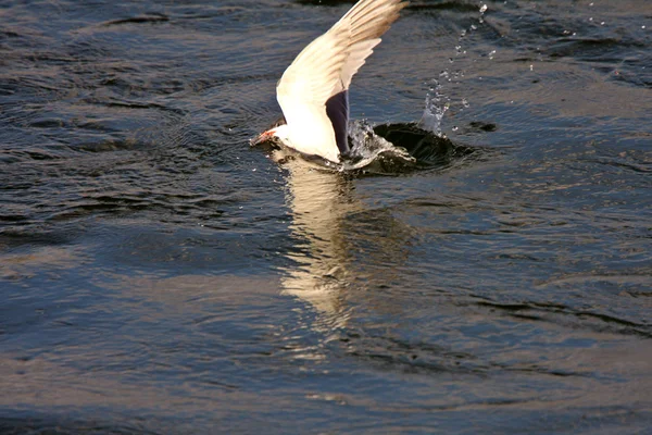 Крячок Forster Поринути Воду Після Комах — стокове фото