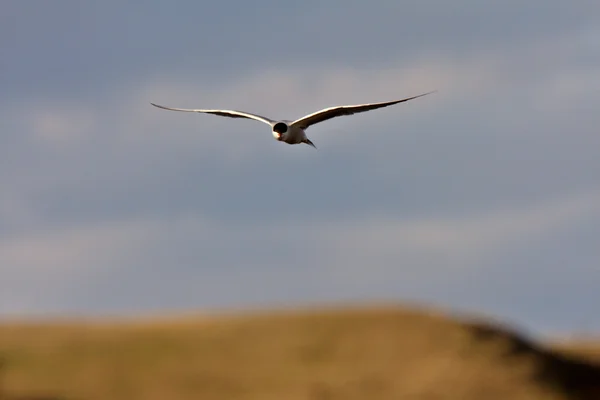 Forster 's Tern in flight — стоковое фото