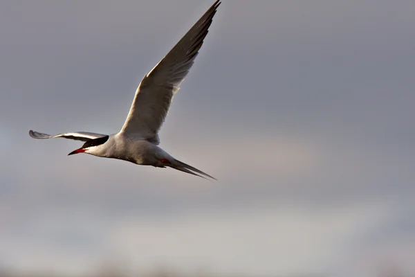 stock image Forster's Tern in flight