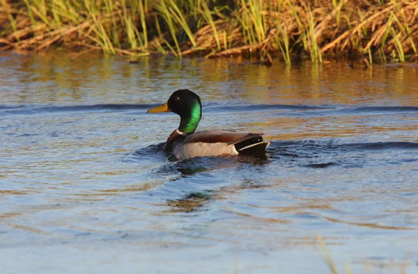 stock image Mallard drake swimming in roadside slough