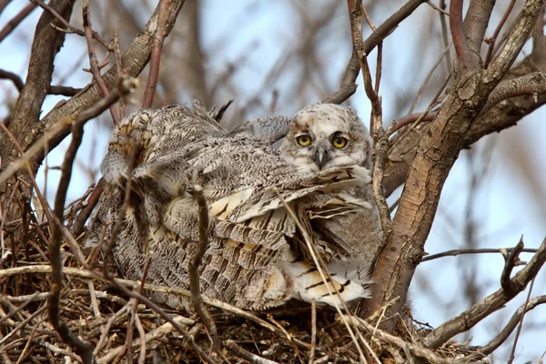 Great horned owl volwassene en en owlet in nest — Stockfoto