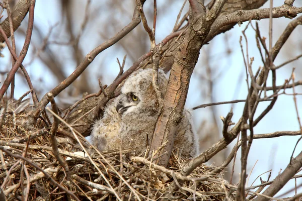 Great Horned Owl Owlet Nest — Stockfoto