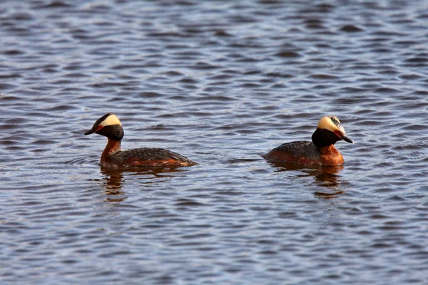Horned Grebes in a roadside pothole — Stock Photo, Image